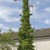 Ivy on the pole